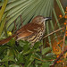 Linda Thrasher Photo 15