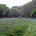 Clifford Meadows Photo 11