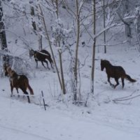 Theresa Ollis Photo 1