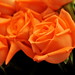 Rose Powers Photo 10