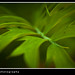 John Callaway Photo 24