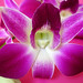 Rosa Light Photo 8