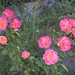 Anne Dennis Photo 32