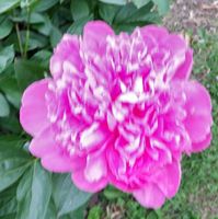 Elizabeth Gillespie Photo 23