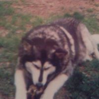 Judith Carpenter Photo 36