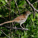 Michael Thrasher Photo 34
