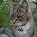 Janie Strong Photo 8