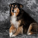 Sidney Shepherd Photo 14