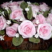 Terri Rose Photo 14