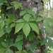 Virginia Ivy Photo 9