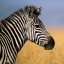 Cathy Olsen Photo 20
