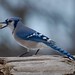 Jay Shell Photo 12