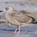 Michael Herring Photo 22