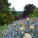 Dorothy Plant Photo 17
