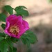 Rose Cook Photo 4