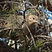 Alberta Dove Photo 3