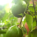 Katherine Lime Photo 10