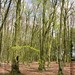 April Beech Photo 7