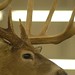 Stan Buck Photo 21