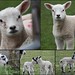 Joanne Lamb Photo 28
