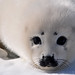 Larry Seals Photo 15