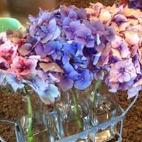 Diane Garrison Photo 14