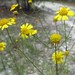 Dianne Frazier Photo 12