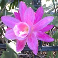 Judy Wray Photo 7