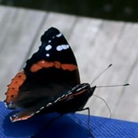 Theresa Collins Photo 25