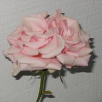 Wanda Williamson Photo 11