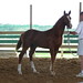 Annmarie Prince Photo 1