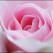 Martin Rose Photo 43