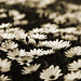 Marguerite Gray Photo 15