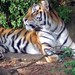 Anna Tiger Photo 12
