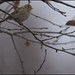 Morris Sparrow Photo 10