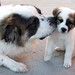 Ginger Cooper Photo 15