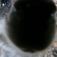 Carl Coker Photo 7