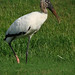 Bob Stork Photo 12