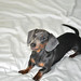 Stanley Wiener Photo 6