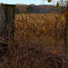 Gregory Fields Photo 33