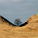 Robin Golden Photo 36