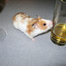 Megan Morse Photo 31