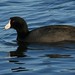 Victor Coots Photo 11