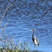 Michelle Heron Photo 17