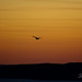 Phillip Bell Photo 28