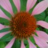 Robin Kirkpatrick Photo 23