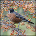 Robin Heinz Photo 12