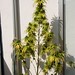 Mary Hash Photo 6