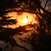 Buena Plant Photo 8