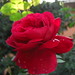 David Braithwaite Photo 40